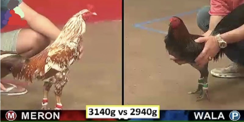 da-ga-truc-tiep-c3-cua-cuo