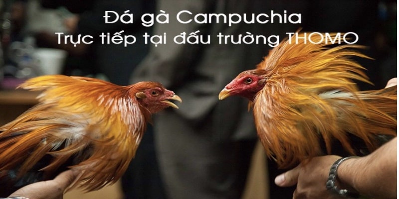da-ga-truc-tiep-thomo-tong-quan