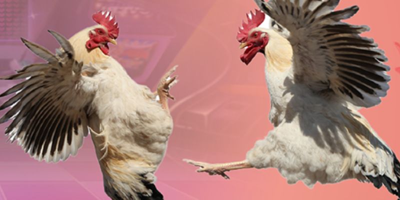 da-ga-u888-tong-quan